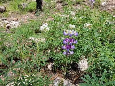 Lupinus neomexicanus, photographed by Matt Muir