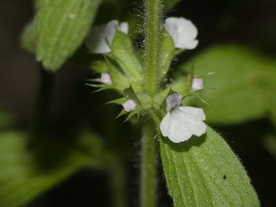 Sideritis romana, photographed by Yves Bas