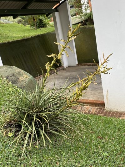 Tillandsia rodrigueziana, photographed by Grete Pasch