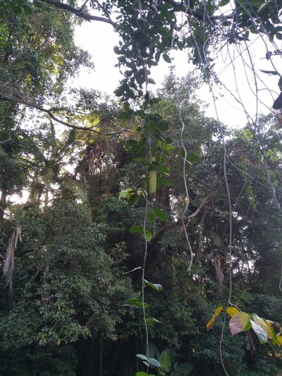 Mucuna gigantea, photographed by Steve Fitzgerald
