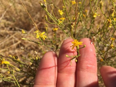 Gutierrezia californica, photographed by Stanley