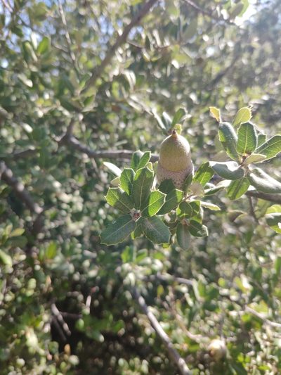 Quercus aucheri, photographed by Denys Vynokurov