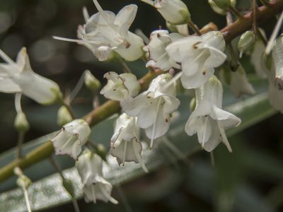 Veronica macrocarpa, photographed by Cara-Lisa Schloots