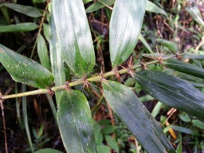 Decaryochloa diadelpha, photographed by bat (Maria Vorontsova)
