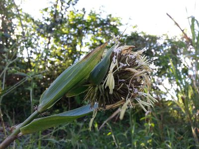 Cathariostachys madagascariensis, photographed by bat (Maria Vorontsova)