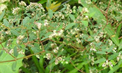 Euphorbia lasiocarpa, photographed by Naturalist Tours
