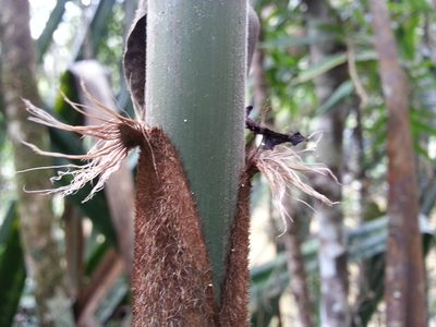 Decaryochloa diadelpha, photographed by bat (Maria Vorontsova)