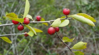 Ilex ambigua, photographed by Jay Horn