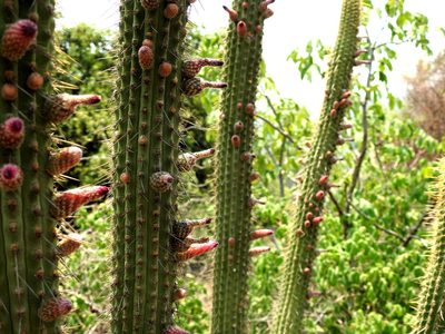 Cleistocactus parviflorus, photographed by Naturalist Tours