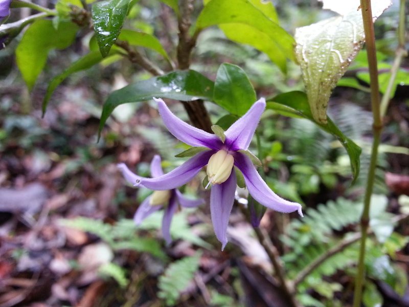 Solanum truncicola, photographed by bat (Maria Vorontsova)