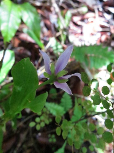 Solanum truncicola, photographed by bat (Maria Vorontsova)