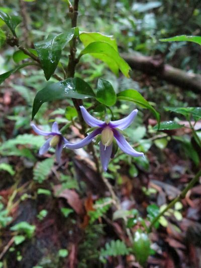 Solanum truncicola, photographed by bat (Maria Vorontsova)
