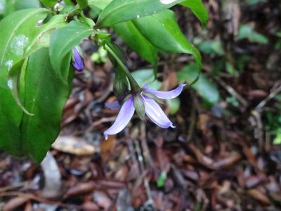 Solanum truncicola, photographed by bat (Maria Vorontsova)