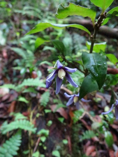 Solanum truncicola, photographed by bat (Maria Vorontsova)