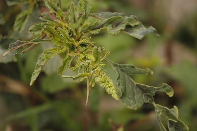 Amaranthus hybridus, photographed by Ruth Gutiérrez Oliveros