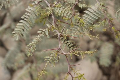 Vachellia macracantha, photographed by Ruth Gutiérrez Oliveros