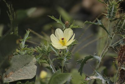 Argemone subfusiformis, photographed by Ruth Gutiérrez Oliveros