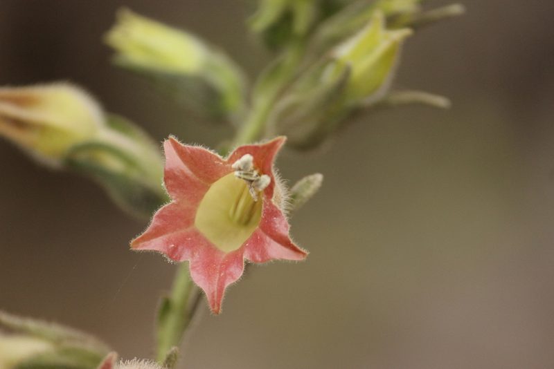 Nicotiana glutinosa, photographed by Ruth Gutiérrez Oliveros