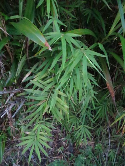 Sokinochloa viguieri, photographed by bat (Maria Vorontsova)