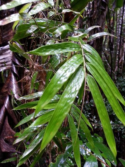 Sokinochloa viguieri, photographed by bat (Maria Vorontsova)