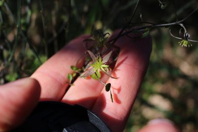 Clematis quadribracteolata, photographed by Joe Potter Butler