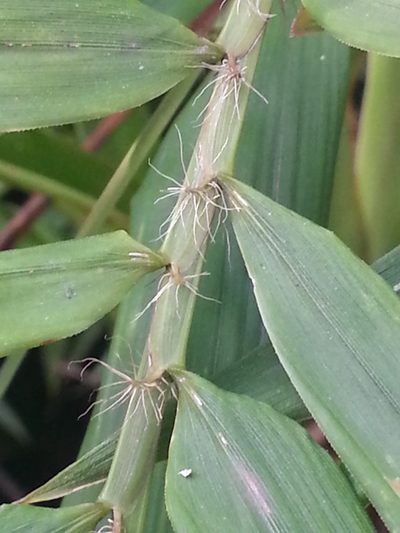 Sirochloa parvifolia, photographed by bat (Maria Vorontsova)