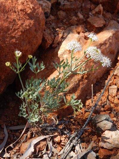 Trachymene glaucifolia, photographed by Steve Doyle