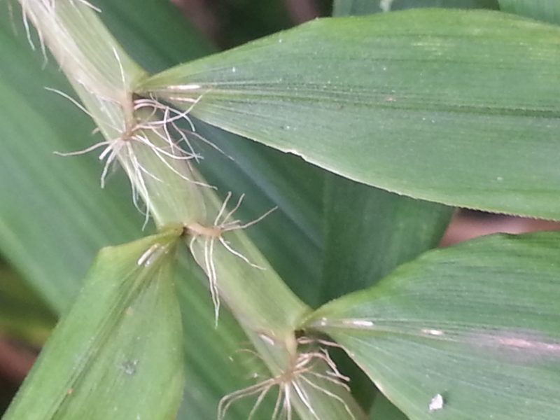 Sirochloa parvifolia, photographed by bat (Maria Vorontsova)