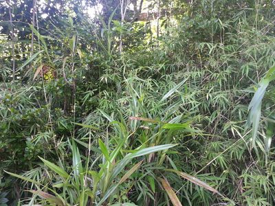 Sirochloa parvifolia, photographed by bat (Maria Vorontsova)