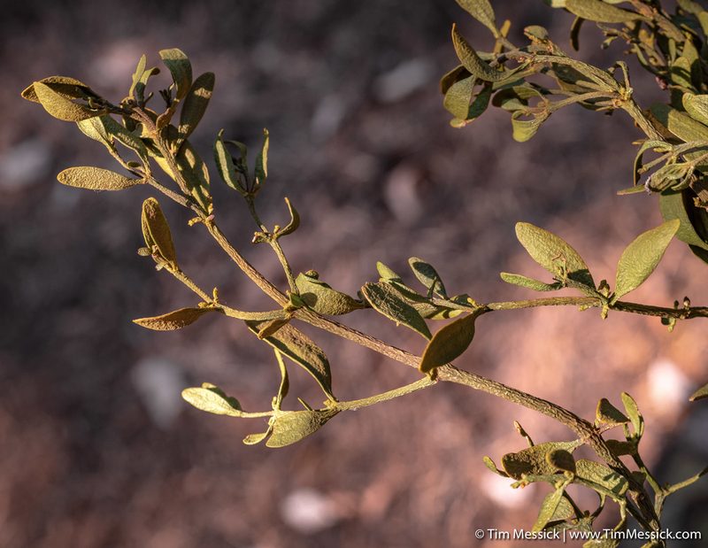 Phoradendron pauciflorum, photographed by Tim Messick