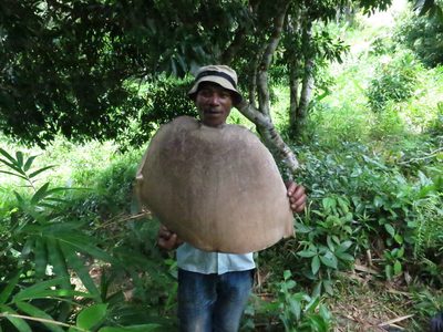 Dendrocalamus giganteus, photographed by bat (Maria Vorontsova)