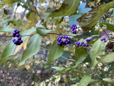 Callicarpa dichotoma, photographed by Emily Summerbell