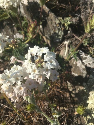 Verbena platensis, photographed by Valentín Alfano