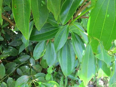 Cinnamomum verum, photographed by bat (Maria Vorontsova)