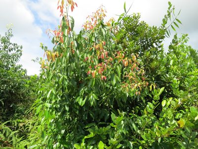Cinnamomum verum, photographed by bat (Maria Vorontsova)