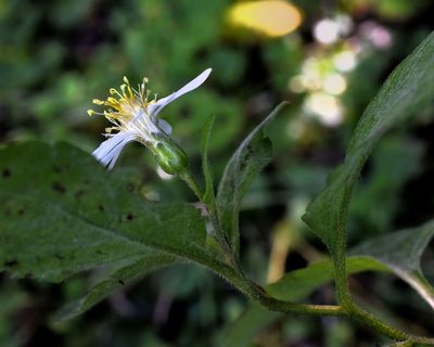 Eurybia furcata, photographed by davecz2