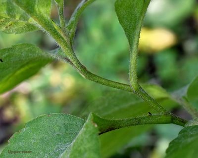 Eurybia furcata, photographed by davecz2