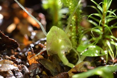 Corybas walliae, photographed by Christopher Stephens