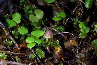 Corybas walliae, photographed by Christopher Stephens