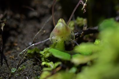 Corybas walliae, photographed by Christopher Stephens