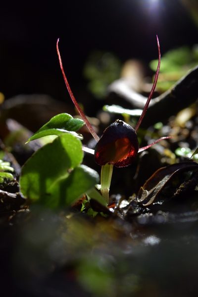 Corybas obscurus, photographed by Christopher Stephens