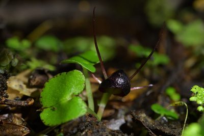 Corybas obscurus, photographed by Christopher Stephens