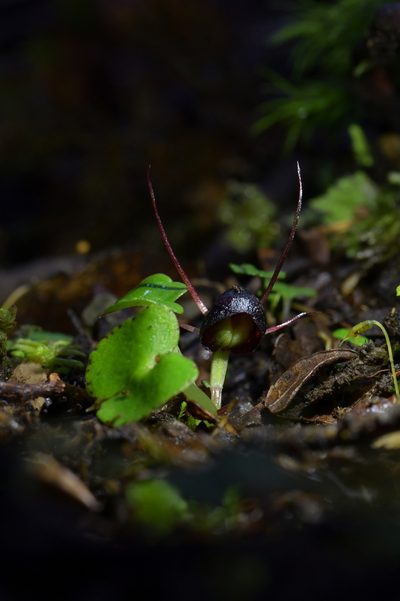 Corybas obscurus, photographed by Christopher Stephens