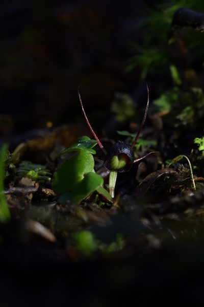 Corybas obscurus, photographed by Christopher Stephens