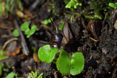 Corybas obscurus, photographed by Christopher Stephens
