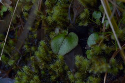 Corybas papa, photographed by Christopher Stephens