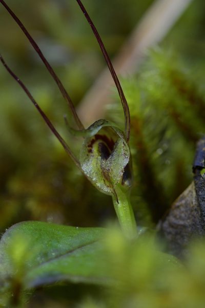 Corybas papa, photographed by Christopher Stephens