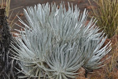 Argyroxiphium sandwicense, photographed by kbkash