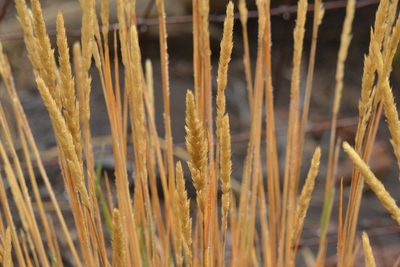 Agrostis sandwicensis