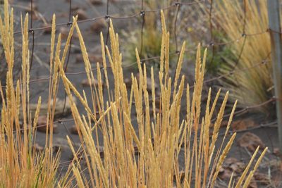 Agrostis sandwicensis, photographed by kbkash